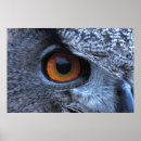 Recherche de eurasien posters Hibou