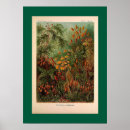 Recherche de champignon rouge posters Vert
