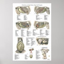 Recherche de jument posters Équin