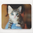 Recherche de chaton observé par bleu Animaux de bébé