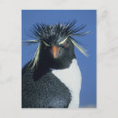 Recherche de schafer de kevin cartes postales Oiseau
