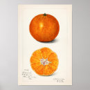 Recherche de fruit orange posters Botanique