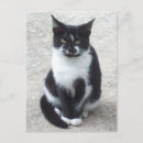 Recherche de de chat sauvage cartes postales Animaux domestiques