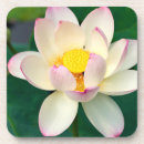Recherche de fleur lotus de dessous de verres Bouddhisme