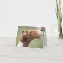 Recherche de terrier de renard de fil vœux cartes Chien