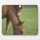 Recherche de colt tapis souris Pâturage