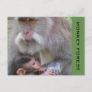 Recherche de macaques cartes postales Pour tous