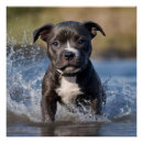 Recherche de border terrier posters Dog