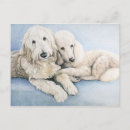 Recherche de chien caniche posters Standard