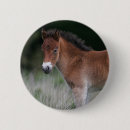 Recherche de poney badges Poulain