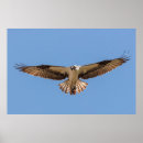 Recherche de rapaces posters Balbuzard