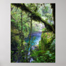 Recherche de arbre plante posters Fougères