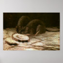 Recherche de rats posters Nature