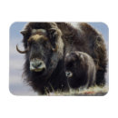 Recherche de boeuf magnets Veau