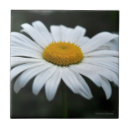 Recherche de pollen maison deco Fleur