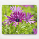 Recherche de marguerite africaine tapis souris Floral