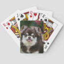 Recherche de headshot jeux de cartes Chihuahua