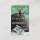 Recherche de warmblood Cheval