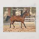 Recherche de cheval de baie cartes postales Chevaux