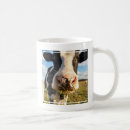 Recherche de le holstein tasses Pâturage