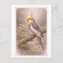 Recherche de cockatiel cartes postales Animal
