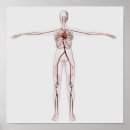 Recherche de imagerie médicale posters Circulation