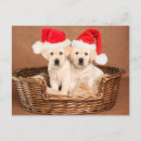 Recherche de yellow lab christmas vœux cartes Cute