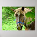 Recherche de cheval de trait posters Belge