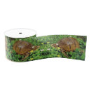 Recherche de tortue rubans Reptiles