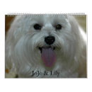 Recherche de vétérinaire calendriers Chats