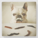 Recherche de bouledogue francais dessous de verres Chiot