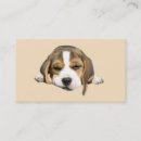 Recherche de chien beagle cartes visite Chiots