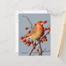 Recherche de faune et flore cartes postales Oiseau