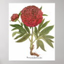 Recherche de pivoine rouge posters Nature