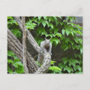 Recherche de squirrel cartes postales Mignonette