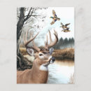 Recherche de deer cartes postales Cerf