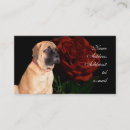 Recherche de mini mastiff Chien