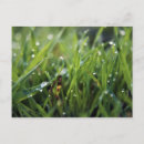 Recherche de gazon cartes postales Jardinier