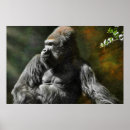 Recherche de gorilles de montagne posters Grand singe