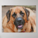 Recherche de mastiff posters Dog
