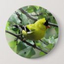 Recherche de chardonneret badges Pinson