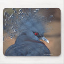 Recherche de pigeons tapis souris Faune