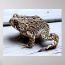 Recherche de froggie photographie Amphibiens