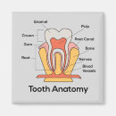 Recherche de anatomie magnete Docteur