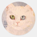 Recherche de vert et oeil bleu Chaton