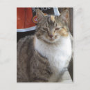 Recherche de chats tigrés cartes postales Animaux