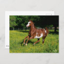 Recherche de cheval pinto cartes postales Race