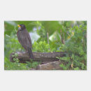 Recherche de merle autocollants Animaux