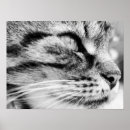 Recherche de minou noir posters Drôle