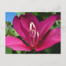 Recherche de fleurs des caraïbes cartes postales Nature